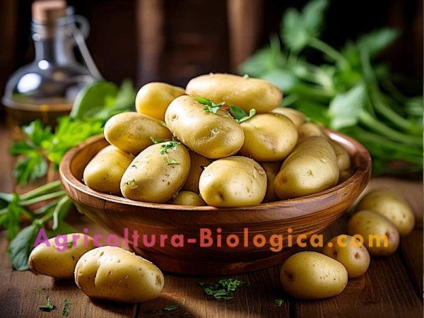 Patate.JPG