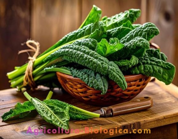 Cavolo Nero.JPG