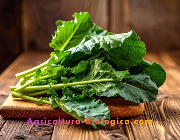 Cime di Rapa.JPG