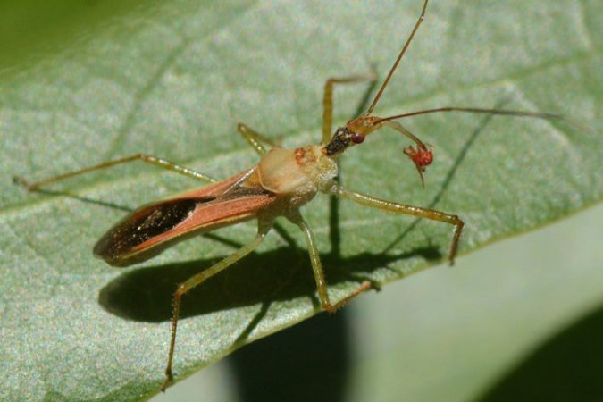 Zelus Renardii.jpg