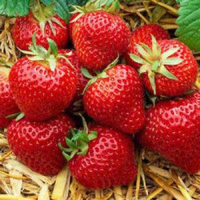 Fragole.jpg